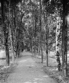 Shady path, Mount Holyoke College, South Hadley,Mass., c1908. Creator: William H. Jackson.