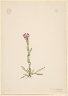 Arabis lyallii, 1916. Creator: Mary Vaux Walcott.