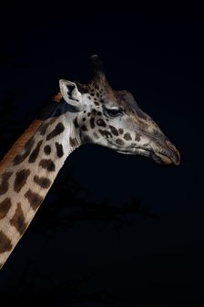 Profile of a Giraffe. Creator: Viet Chu.