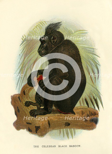 'The Celebean Black Baboon', 1896. Artist: Henry Ogg Forbes.