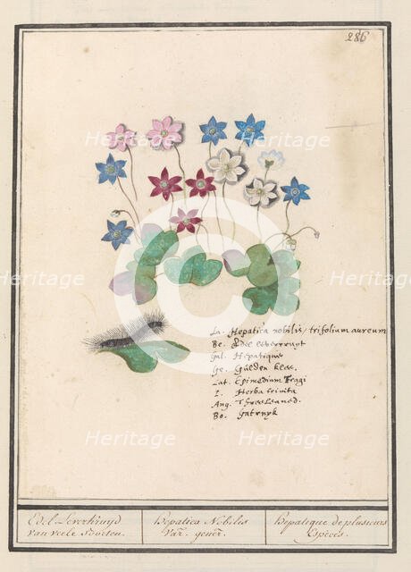 Liver flower (Anemone hepatica, old name: Hepatica nobilis), 1596-1610. Creators: Anselmus de Boodt, Elias Verhulst.