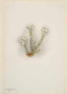 White Heather (Phyllodoce grandiflora), 1901. Creator: Mary Vaux Walcott.