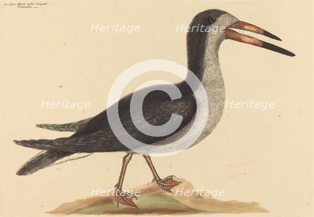 The Cutwater (Rhynchops nigra), published 1731-1743. Creator: Mark Catesby.