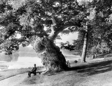 Old oak tree on the bank of the Great Lake, Blenheim Park, Woodstock, Oxfordshire, 1890. Artist: Henry Taunt.