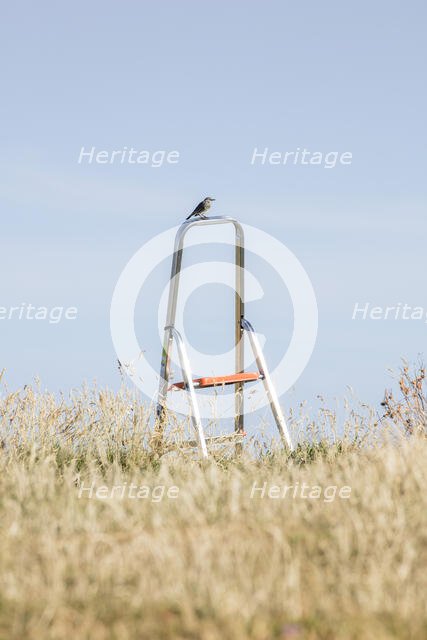 Songbird perched on a stepladder, St Cuthbert's Isle, Holy Island, Northumberland, 2018. Creator: Alun Bull.