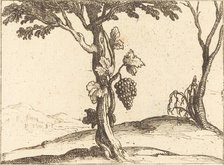 Bunch of Grapes. Creator: Jacques Callot.