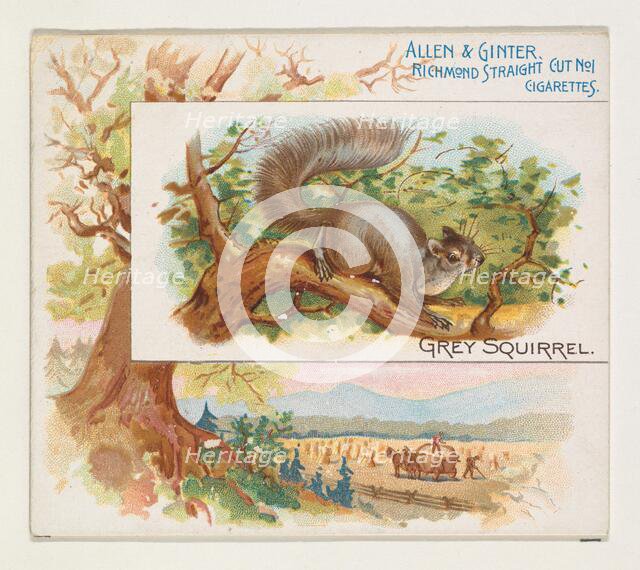 Grey Squirrel, from Quadrupeds series (N41) for Allen & Ginter Cigarettes, 1890. Creator: Allen & Ginter.