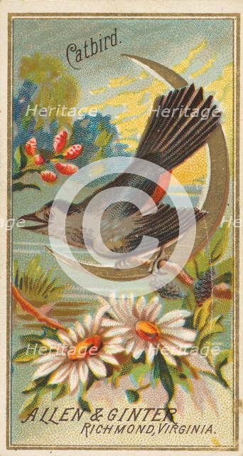 Catbird, from the Birds of America series (N4) for Allen & Ginter Cigarettes Brands, 1888. Creator: Allen & Ginter.