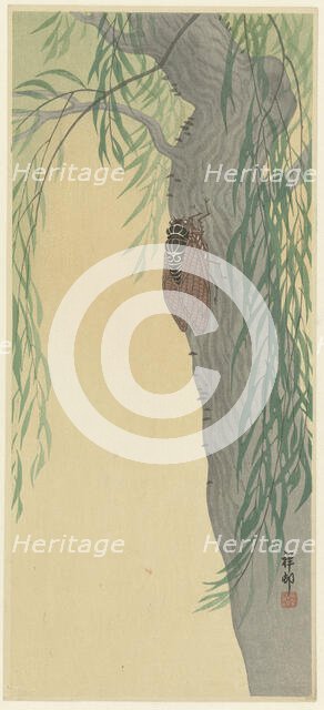 Cicada on tree. Creator: Ohara, Koson (1877-1945).