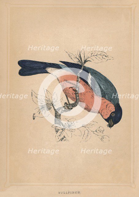 'Bullfinch', (Pyrrhula pyrrhula), c1850, (1856). Artist: Unknown.