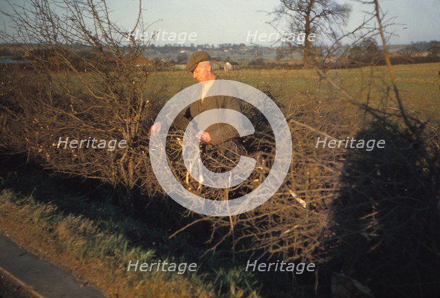 Laying a Hedge using a Billhook, Yorkshire, England, c1960. Artist: CM Dixon.