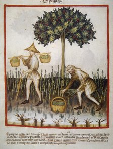 Asparagus, 14th century.  Creator: Unknown.