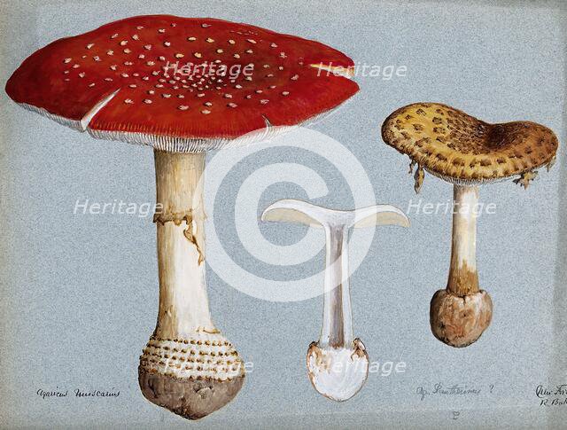 The fly agaric fungus (Amanita muscaria): three fruiting bodies. Creator: R Baker.