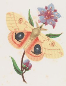 Sulfur Peacock Moth, 1862. Creator: Louis Prang.