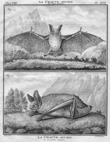 'La Chauve-Souris les Ailes entendues & La Chauve-Souris sur ses quatre Jambes', c1763.  Creator: Christian Friedrich Fritzsch.