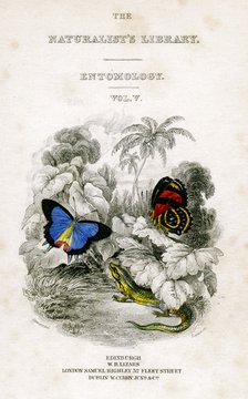 'The Naturalist's Library, Entomology, Vol V', Butterflies, c1833-1865.Artist: William Home Lizars