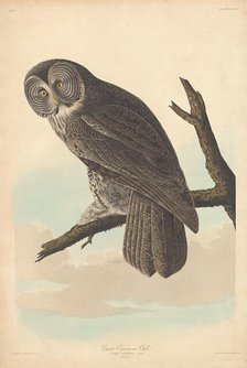 Great Cinereous Owl, 1837. Creator: Robert Havell.