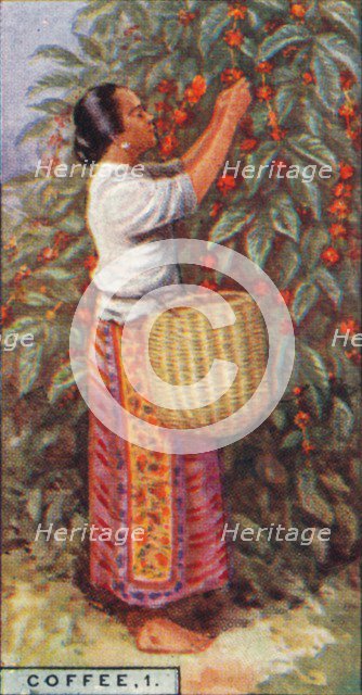 'Coffee, 1. - Gathering the Berries, East Indies', 1928. Artist: Unknown.