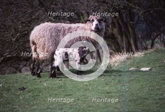 Sheep and Lambs in April, Wharfedale, Yorkshire, 20th century. Artist: CM Dixon.