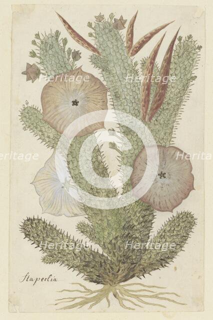 Hoodia gordonii (Bushman’s hat), 1777-1786. Creator: Robert Jacob Gordon.