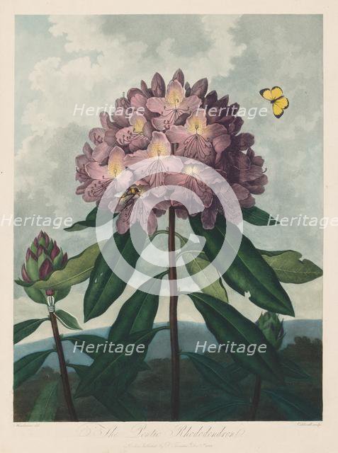 The Temple of Flora, or Garden of Nature: The Pontic Rhododendron, 1799-1807. Creator: Robert John Thornton (British, 1768-1837).