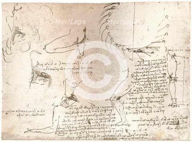 Sketches illustrating the theory of the proportions of the human figure, c1472-c1519 (1883). Artist: Leonardo da Vinci.