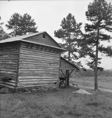 Sharecropper tobacco barn showing tobacco in field..., Person County, North Carolina, 1939. Creator: Dorothea Lange.