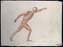 Skeletal and myologic structure of the 'Borghese Gladiator' statue: the figure is..., (1833?). Creator: Johann Conrad Zeller.