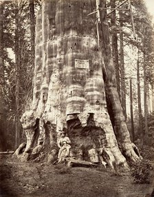 Mother of the Forest, 1865-66, printed ca. 1876. Creator: Carleton Emmons Watkins.