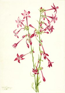 Scarlet Gilia (Gilia aggregata), 1935. Creator: Mary Vaux Walcott.