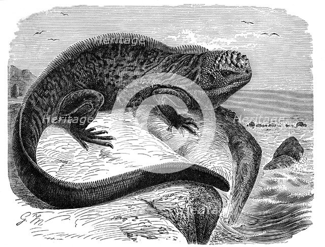 Iguana, the great herbivorous sea lizard of the Galapagos Islands. Artist: Unknown