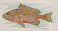 Grouper, from the Fish from American Waters series (N8) for Allen & Ginter Cigarettes Brands, 1889. Creator: Allen & Ginter.