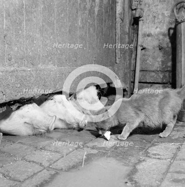A cat eating off the ground at a farm in North Shropshire, 1960s. Artist: John Gay.