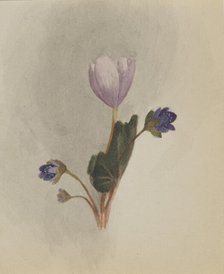 (Untitled--Flower Study), ca. 1876. Creator: Mary Vaux Walcott.