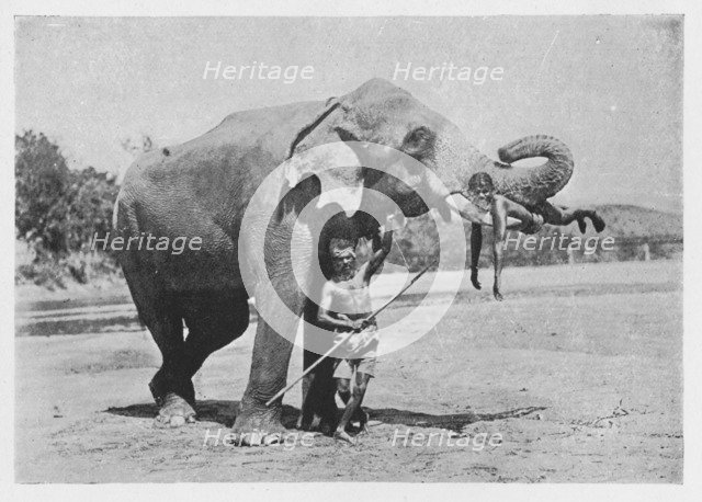 'Maligawa Elephant and Mahouts', c1890, (1910). Artist: Alfred William Amandus Plate.