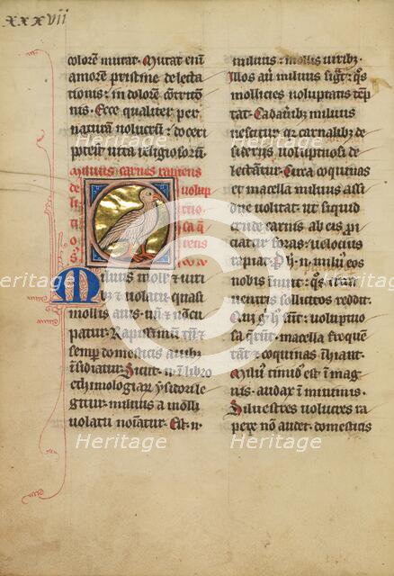 A Kite (Bird); De Natura Avium; De Pastoribus et Ovibus, On the Soul, 1277 or after. Creator: Unknown.