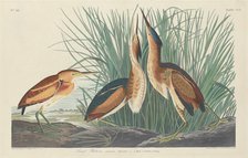 Least Bittern, 1834. Creator: Robert Havell.