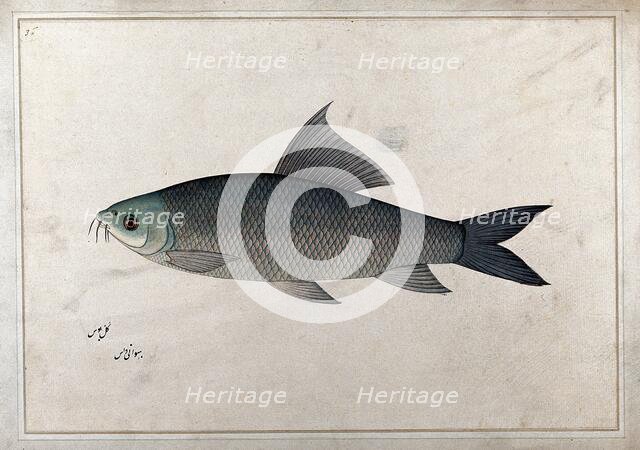 Fish, 1777-1783. Creator: Bhawani Das.