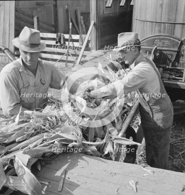Farmers feeding corn into cooperatively owned..., near W Street at Carlton, Oregon, 1939. Creator: Dorothea Lange.