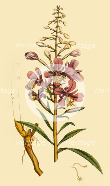 'Rosebay Willowherb', late 18th-early 19th century, (1944).  Creator: Unknown.