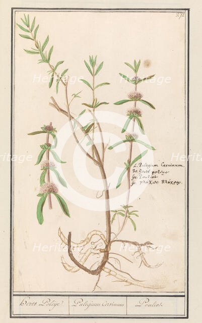 Pennyroyal (Mentha pulegium), 1596-1610. Creators: Anselmus de Boodt, Elias Verhulst.