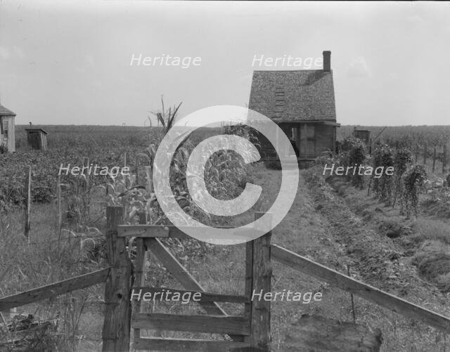 Cabins in the sugarcane country, Bayou La Fourche, Louisiana, 1937. Creator: Dorothea Lange.