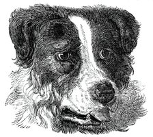 Head of the Newfoundland Dog, 1844. Creator: Unknown.