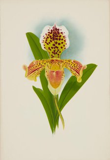 Orchid: Cypripedium, 1907. Creator: Frederick William Bolas.