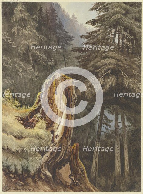 Tree stump on a slope covered with fir trees, 1833. Creator: Ludwig Daniel Philipp Schmidt.