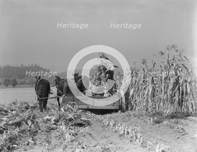 Cutting the corn on the Miller farm near West Carlton, Yamhill County, Oregon, 1939. Creator: Dorothea Lange.