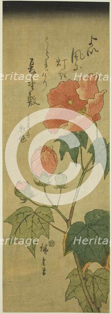 Hibiscus, c. 1843/47. Creator: Ando Hiroshige.