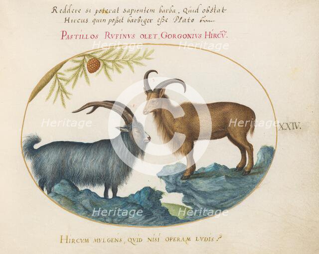 Animalia Qvadrvpedia et Reptilia (Terra): Plate XXIV, c. 1575/1580. Creator: Joris Hoefnagel.