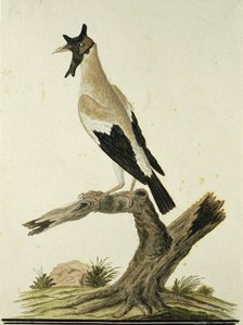 Creatophora cinerea (Wattled starling), 1777-1786. Creator: Robert Jacob Gordon.