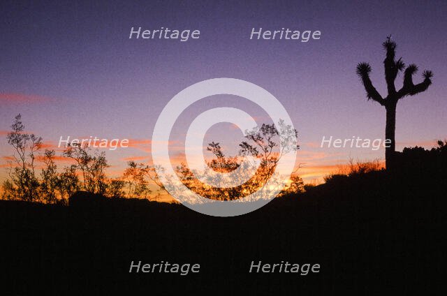 Alone at Sunset. Creator: Robert Manno.